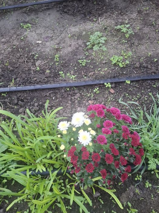 Хризантема мультифлора 3в1, мікс кольорів,  вишиванка