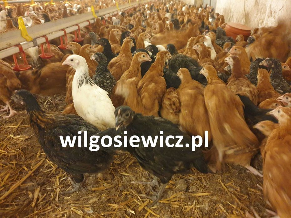 Kury kokoszki nioski Rosa kolorowa na  wybieg transport na miejsce
