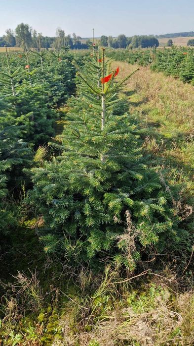 Jodła kaukaska w donicy