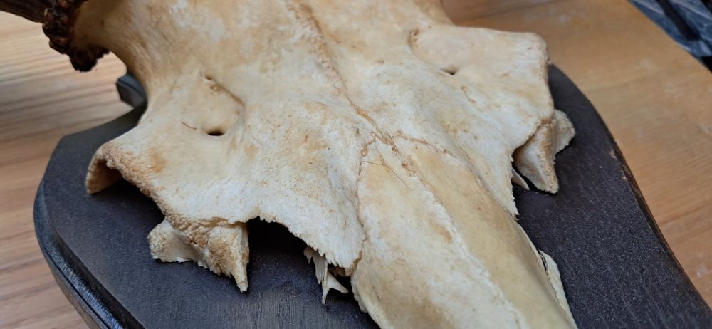 Poroże jelenia 12 odrostów