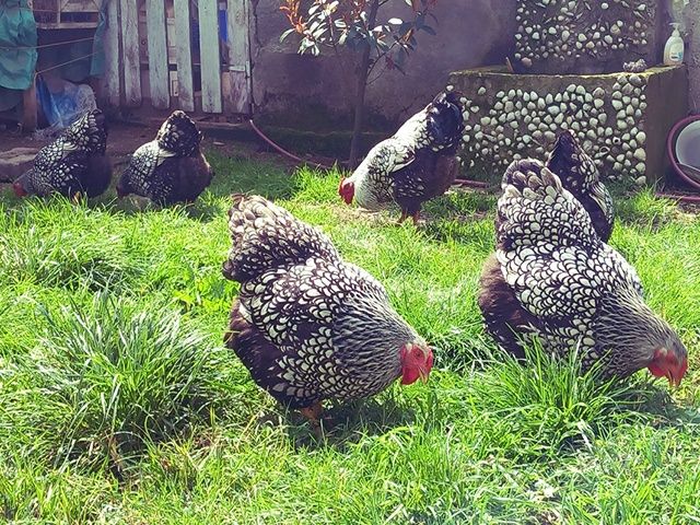 Інкубаційне яйце та курчата.Віандот: срібло, біле золото, помаранчевий