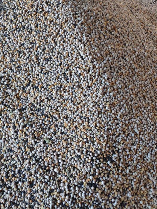 Groch z  wyką ok. 50/50 dla gołębi, ryb i innych zwierząt, super pasza