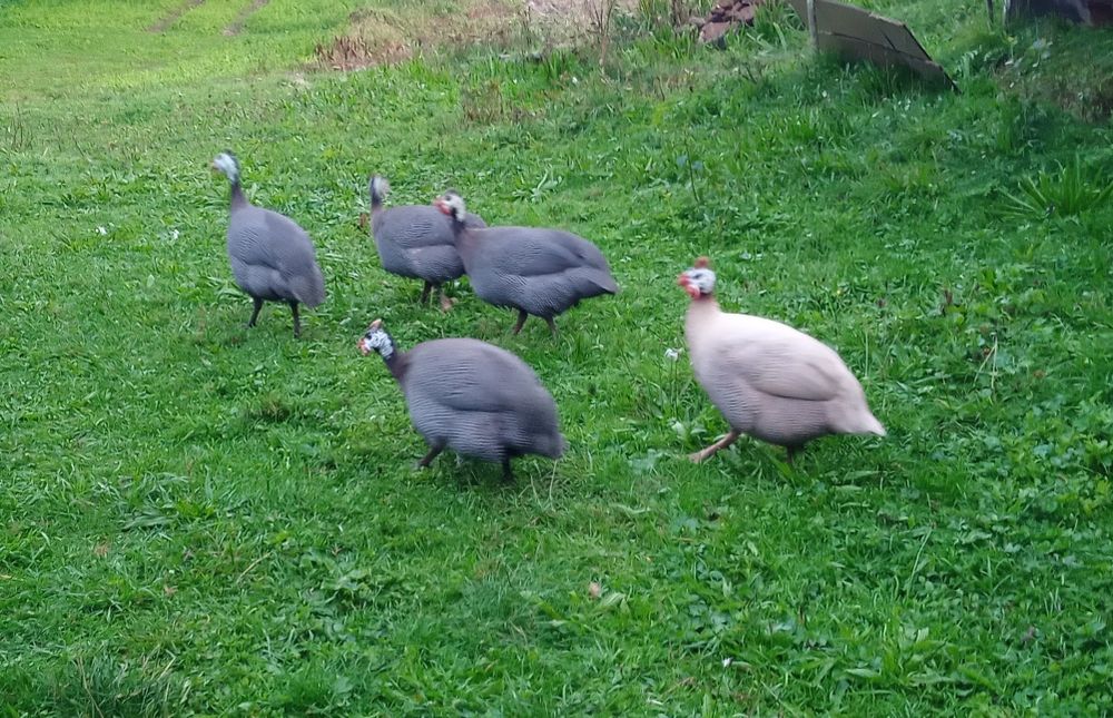 Jaja lęgowe perlic/perliczka/ pantarka