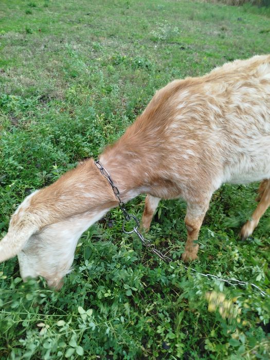 Продається кізочка.