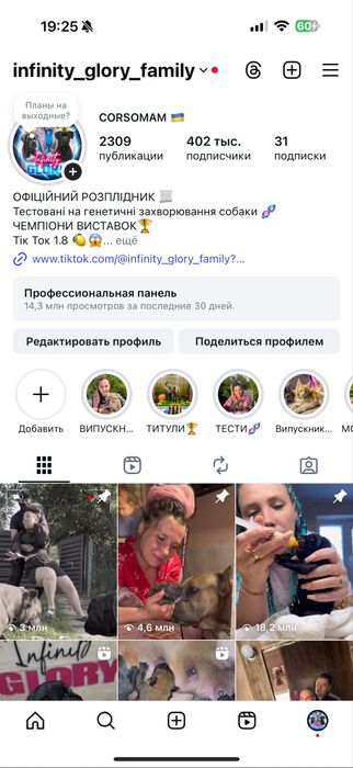 Infinity Glory Amazonian Lion! Шикарный , крупный кобель Кане Корсо