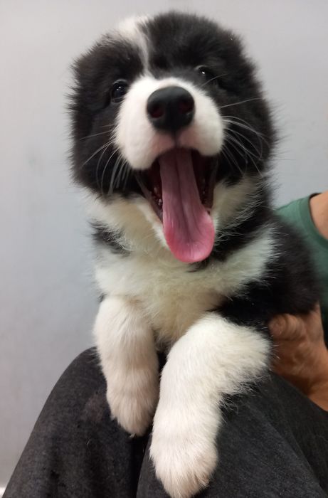 Border Collie piesek Paco