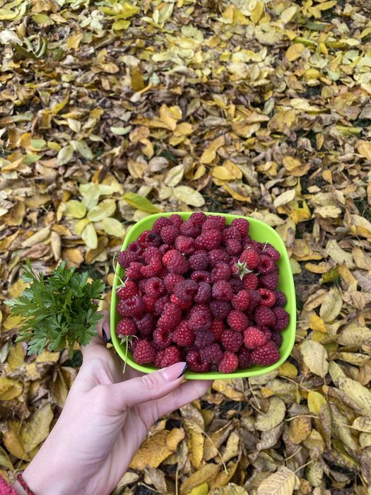 Саджанці малини до осінні