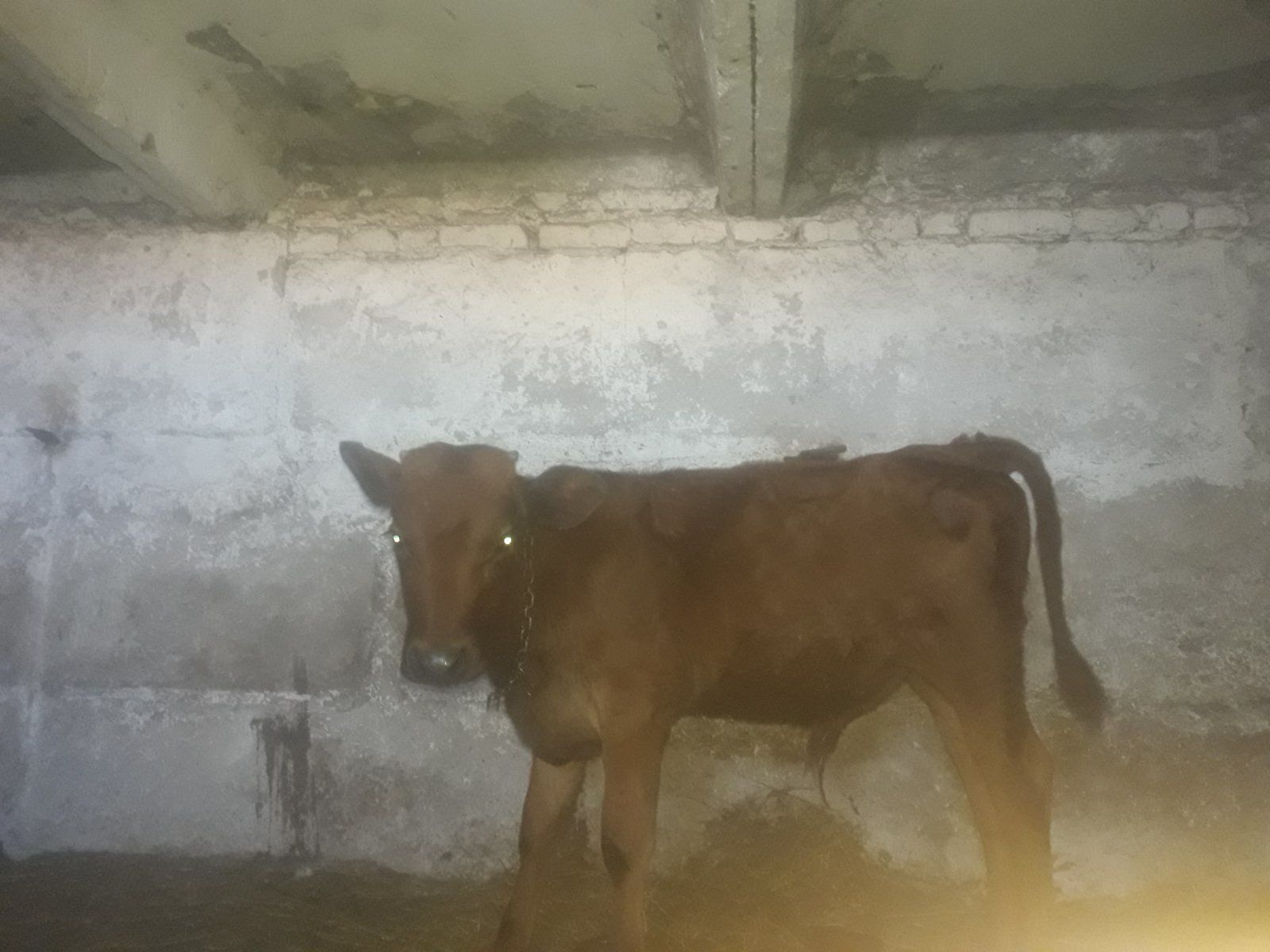 Продам бичка всі питання по телефону