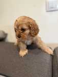 Cavapoo śliczny szczeniaczek