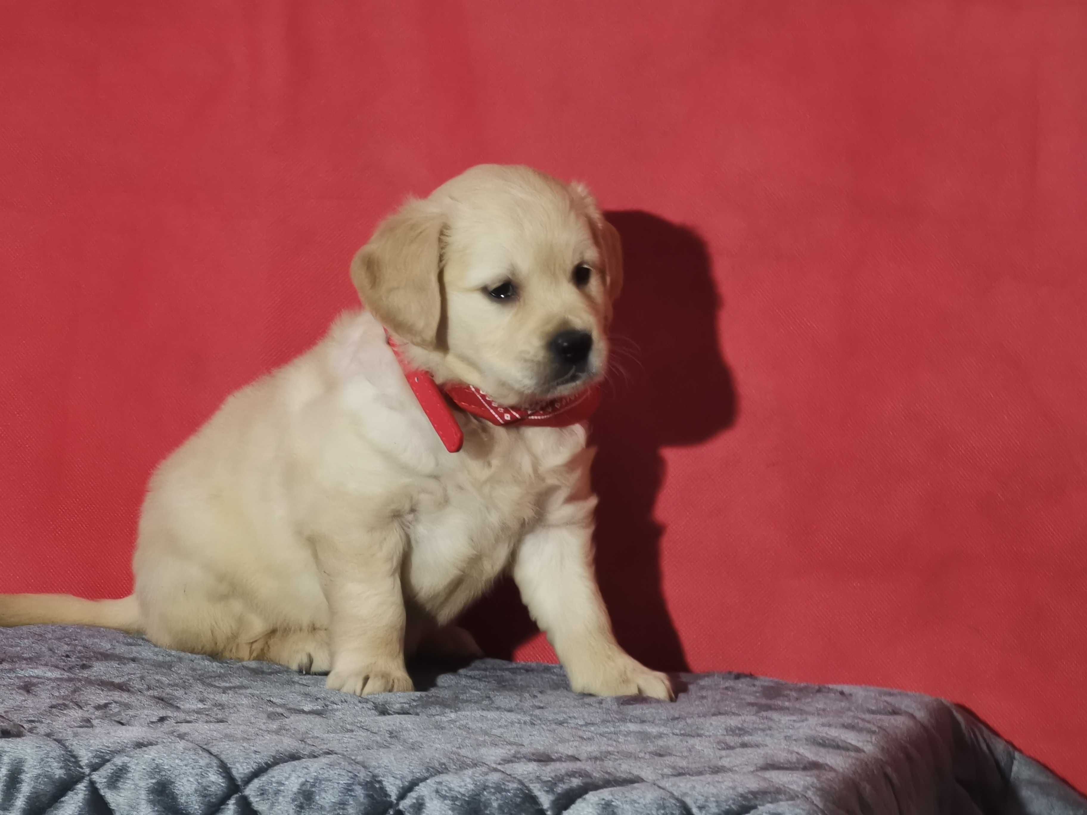 Golden retriever przesliczna złota suczka