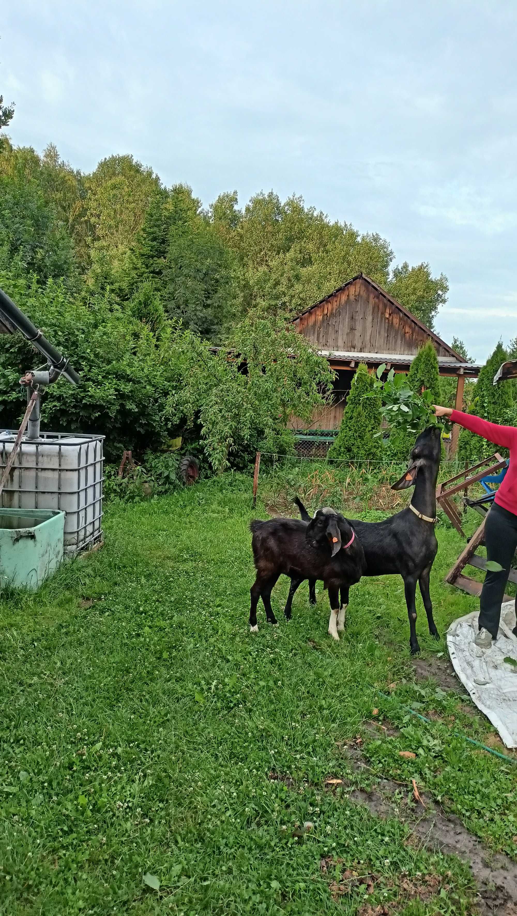 Koza i kozioł anglonubirski