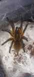 Samica Harpactira pulchripes okolo 3 dc