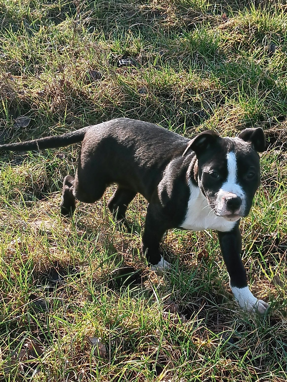 American Staffordshire Terier