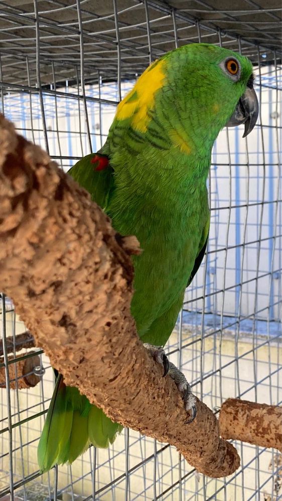 Papagaio auropaliata macho adulto