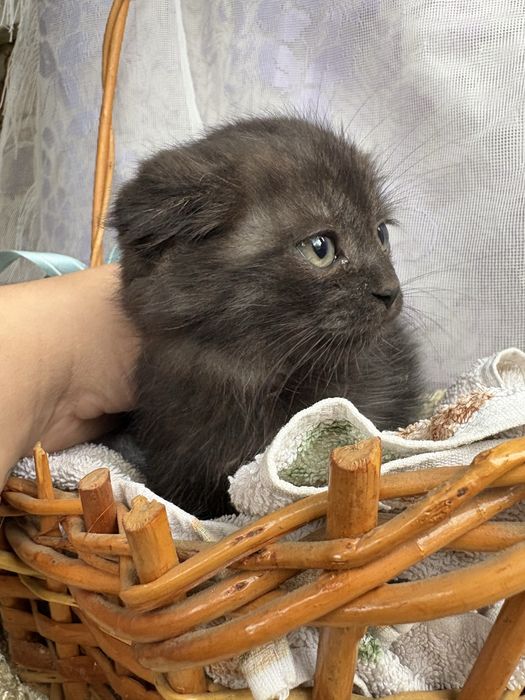 Кошенята від висловушки