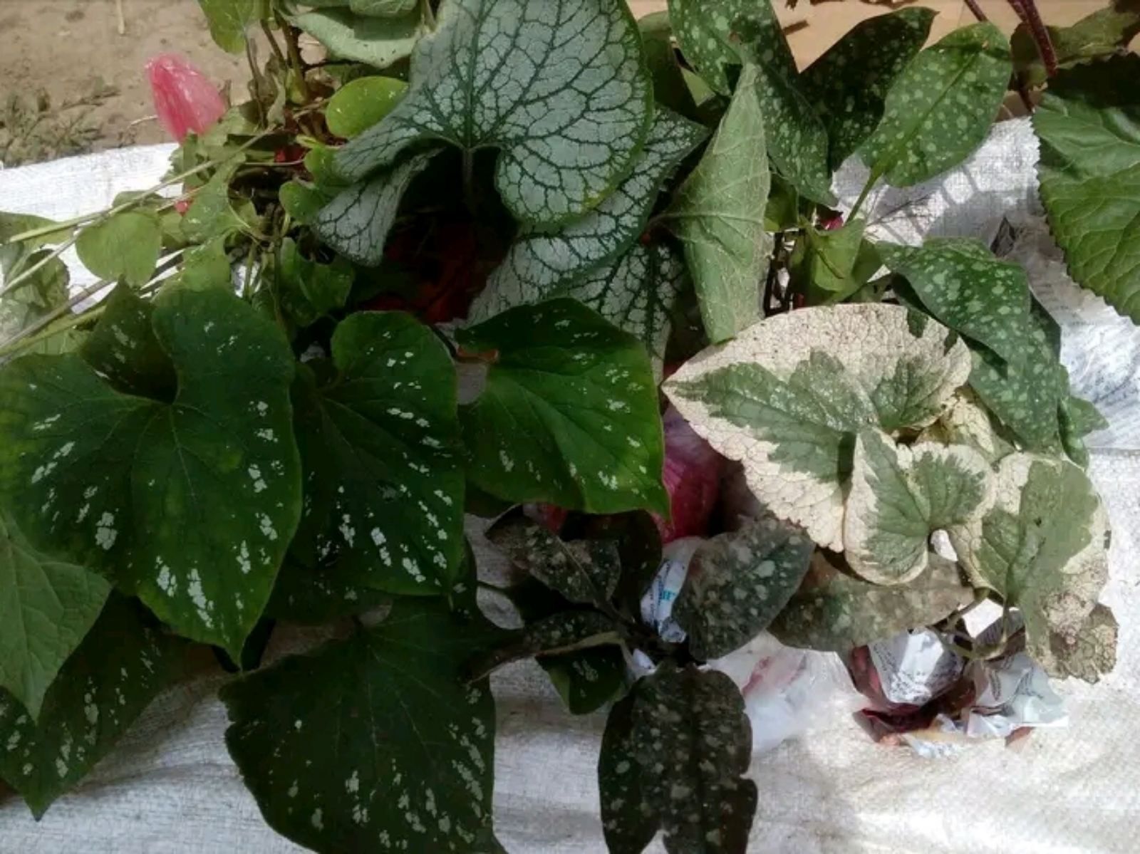 Пряні трави, м'яти новинки, полин  cola plant