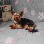 Sprzedam Przepiękną Sunie Yorkshire Terrier
