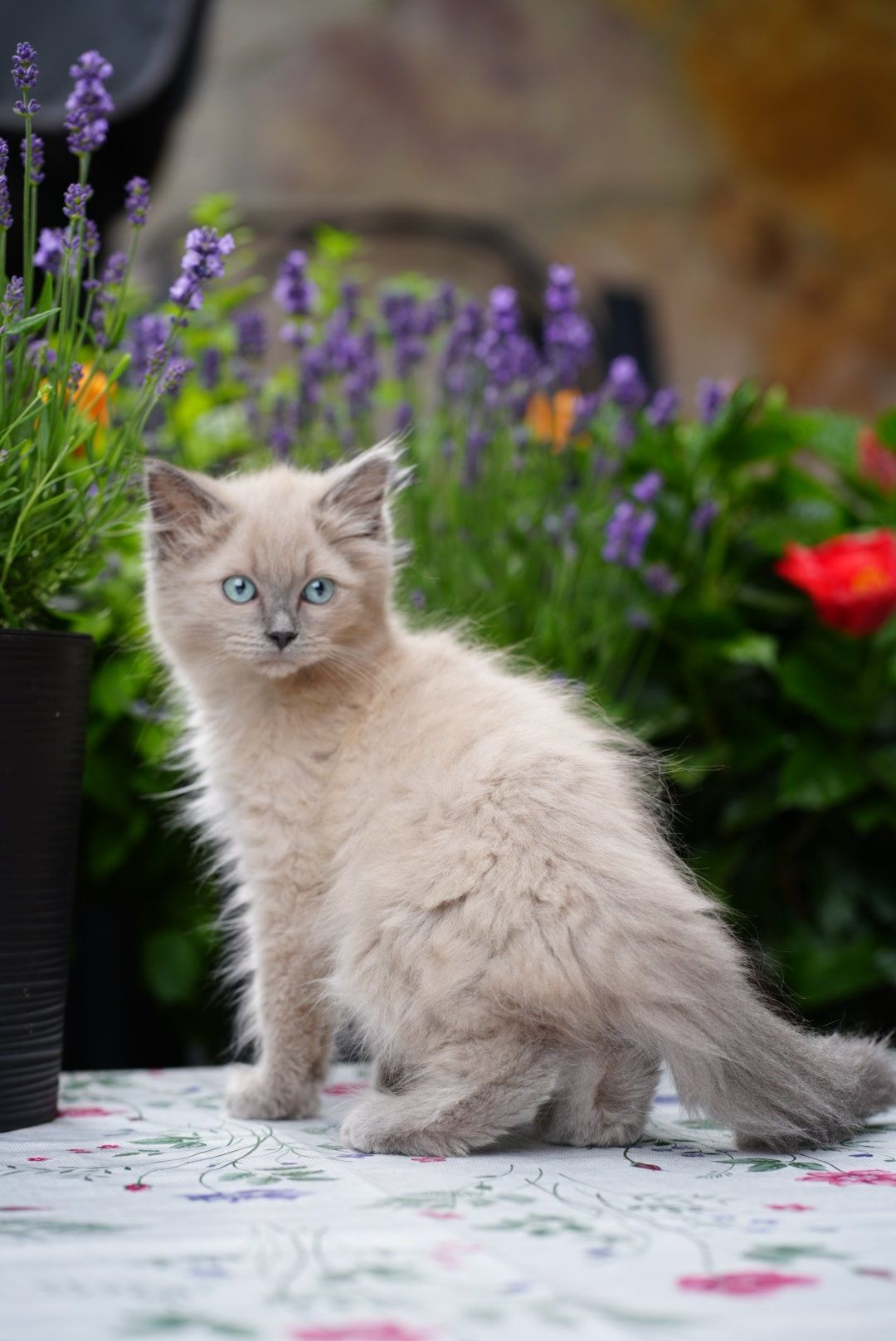 Kocurek blue mink Cattris ragdoll/cherubim