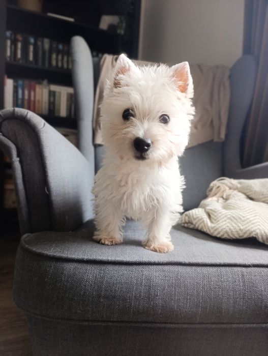 Suczka West highland white terrier