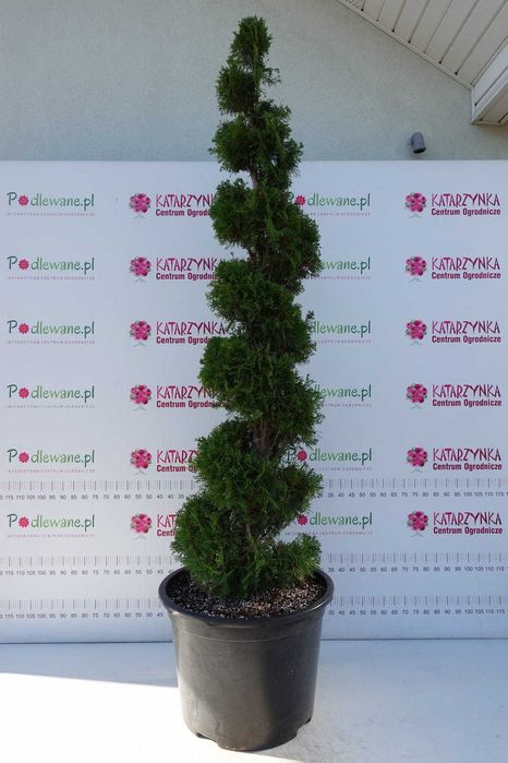 Żywotnik 'Smaragd' – Elegancka spirala do Twojego ogrodu! Uformowana