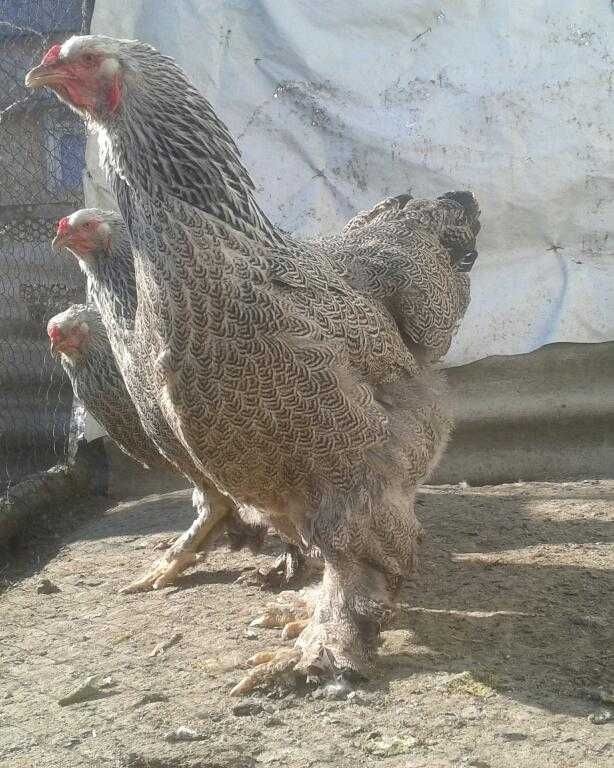 Продам инкубационное яйцо от кур породы Брама Тёмная, Петухи.