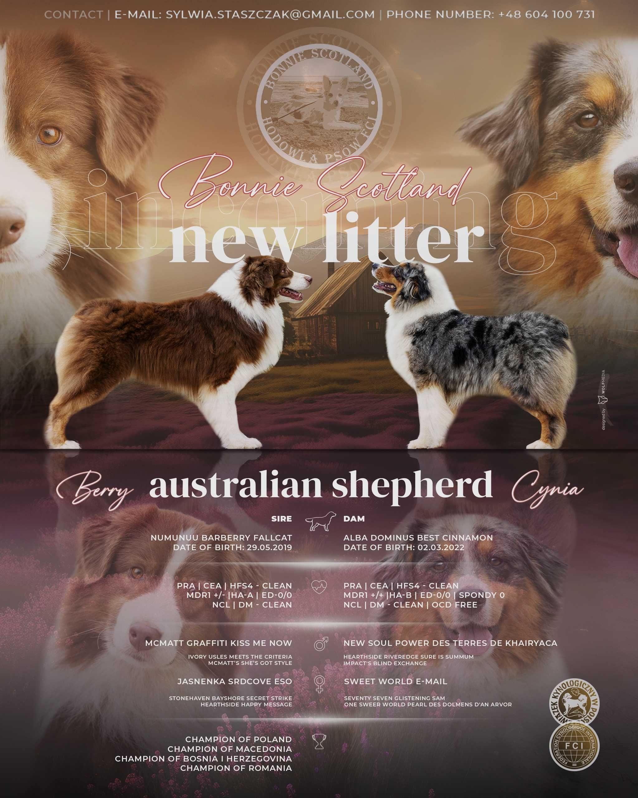 Owczarek Australijski Aussie