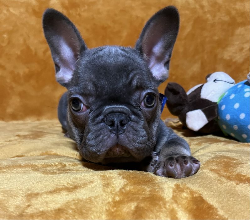 Дуже приваблива  дівчинка!