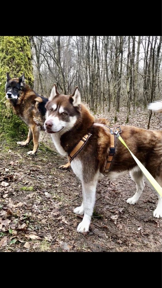 Opieka nad pieskiem u mnie w domu. Kraków