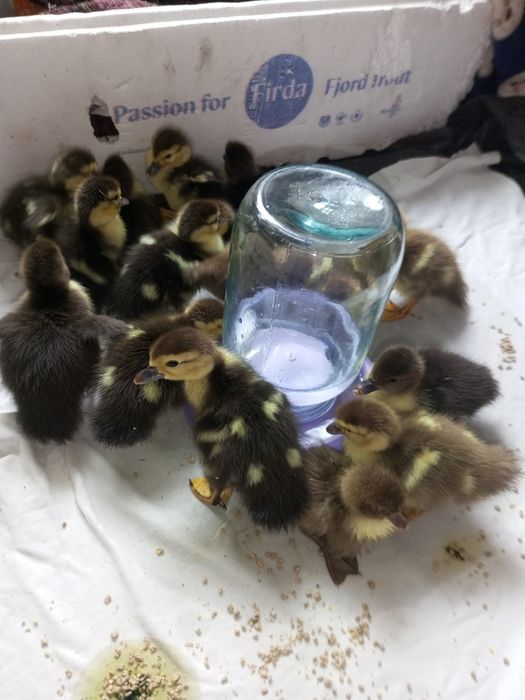 Каченята мускусні,шипуни