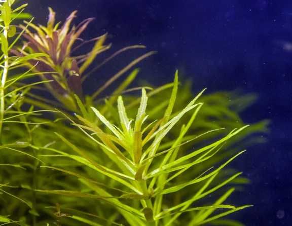 Limnophila Aromatica sadzonka łodygowa hodowla wodna