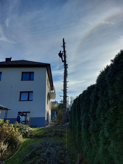 Wycinka Drzew Trudnych Sprzątnie Działek Cała Małopolska Szybki Termin