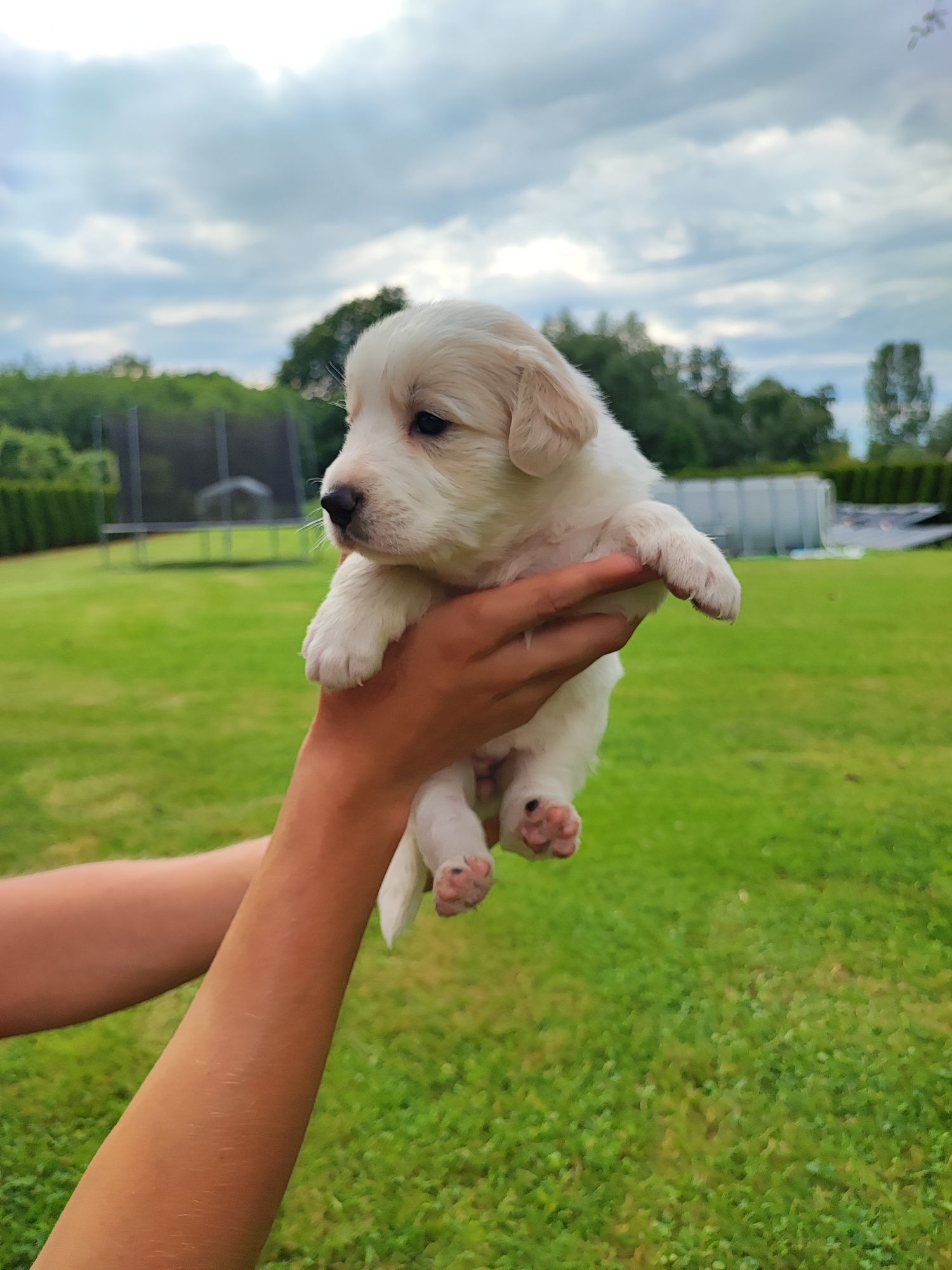 Border Collie Red & White suczka – czarny nosek, PFH,