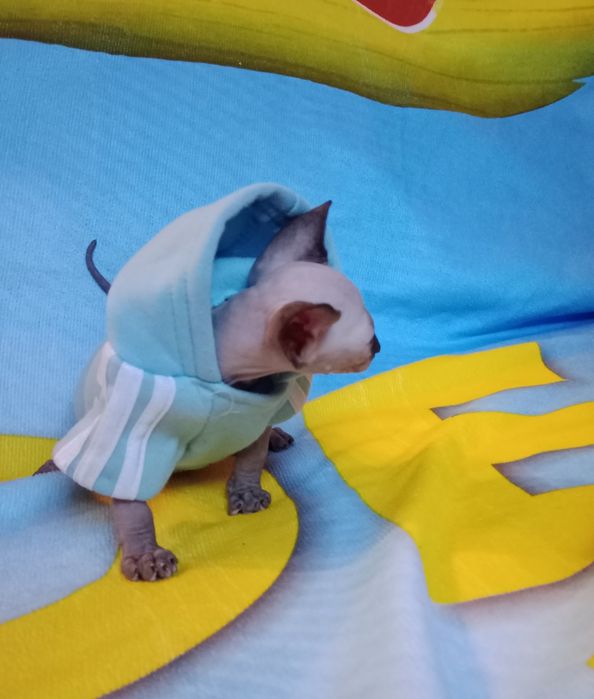 Сфінкс хлопчик  Канадець резинка