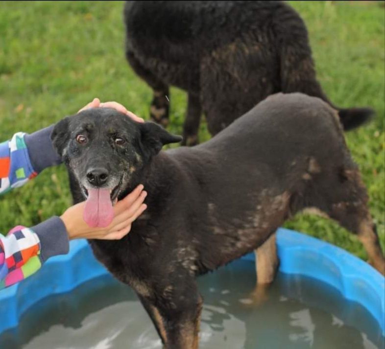 Czarna Ami poleca się do adopcji