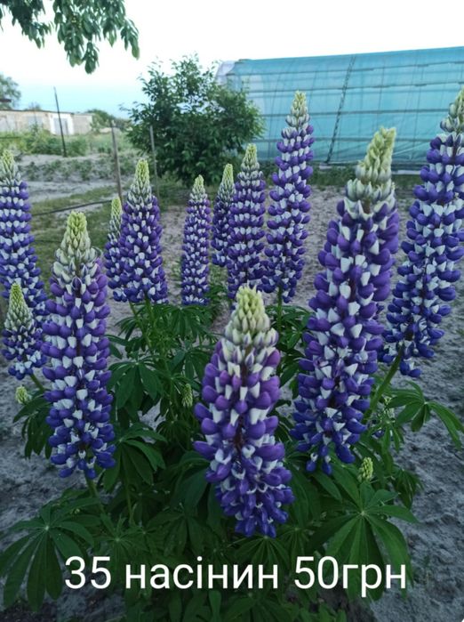 Люпин, дельфініум два кольори, лагурус НАСІННЯ