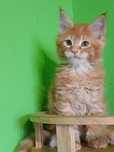 Sprzedam kocurka rasy Maine Coon  27.03.2025 roku  o imieniu Deryl