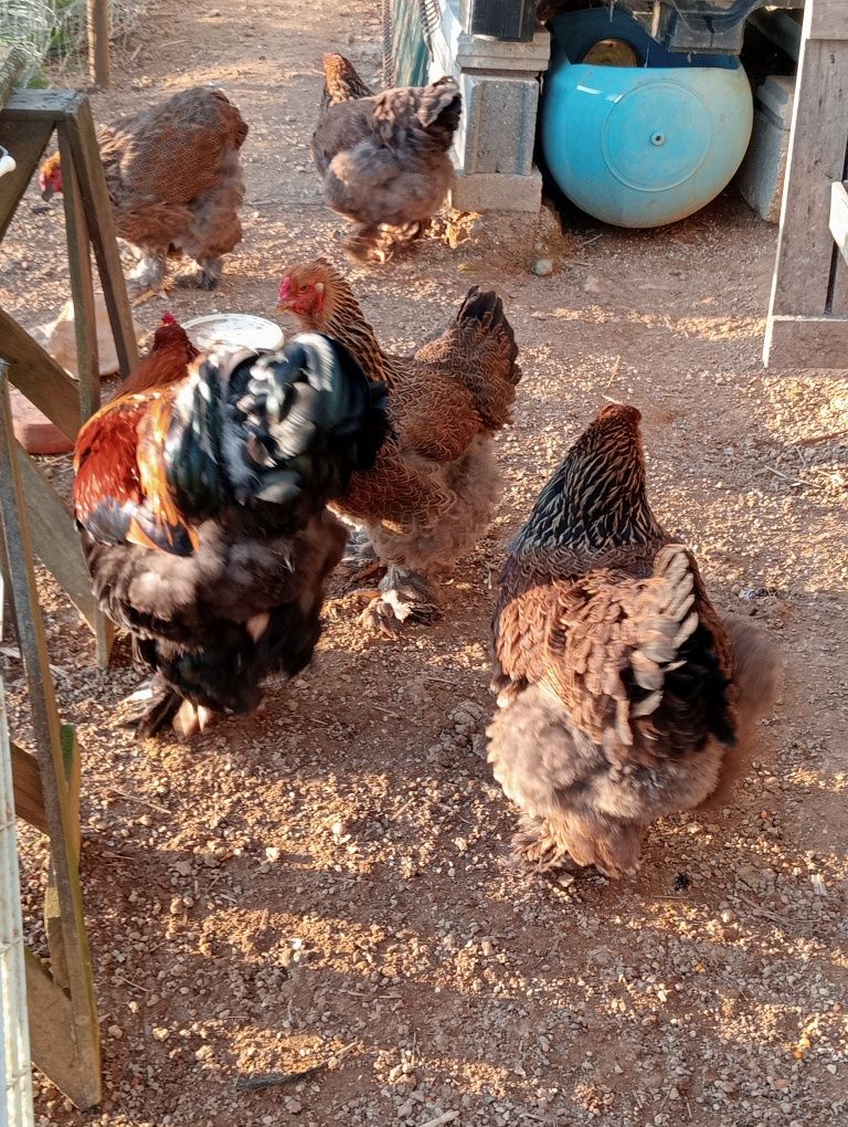 Ovos galados de brahma perdiz dourada