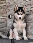 Siberian husky szczeniak
