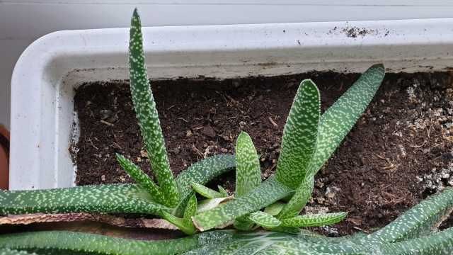 041. Gasteria sukulent, sukulenty, kaktus