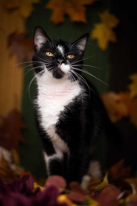 LEOŚ kocur do adopcji