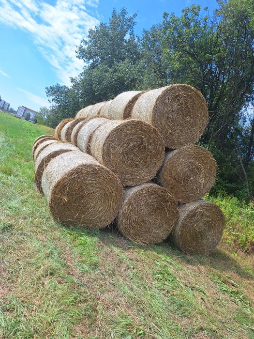 Słoma pszeniczna  / owsiana