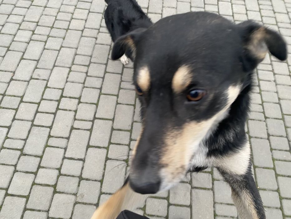 Вигул собак середніх порід та великих порід