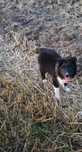Piesek Border collie z rodowodem