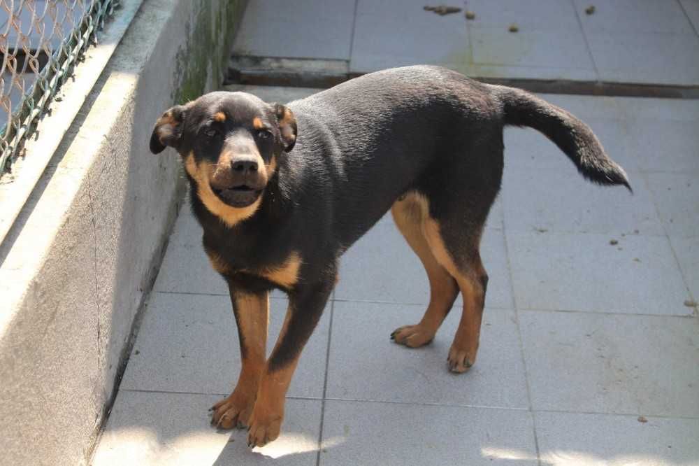 004626 Buc do adopcji