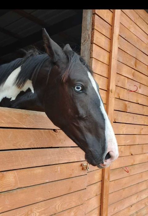 Ogier srokaty, typ szlachetny, rybie oko