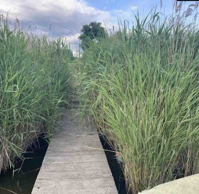 Сухой лиман, первая линия от воды, участок 12 соток