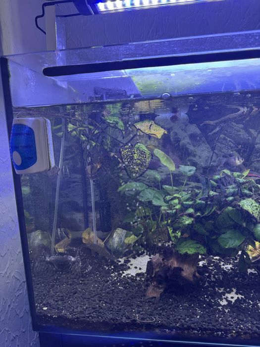 Vendo aquario a trabalhar