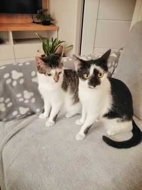 Mirelka i Oreo cudne koteczki
