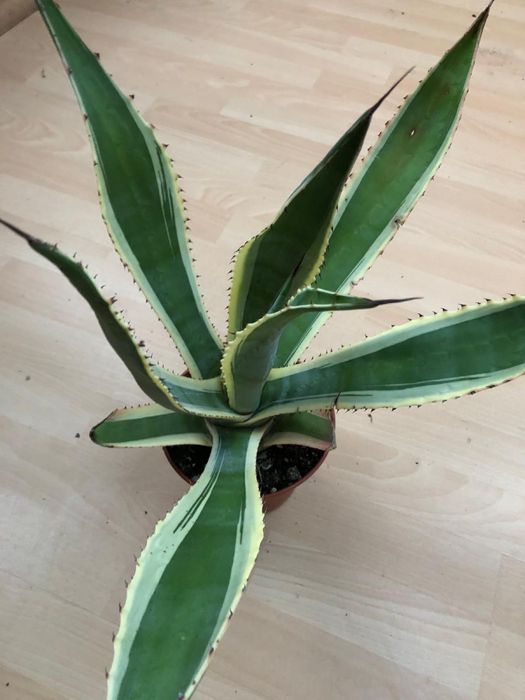 AGAVE Americana Variegata