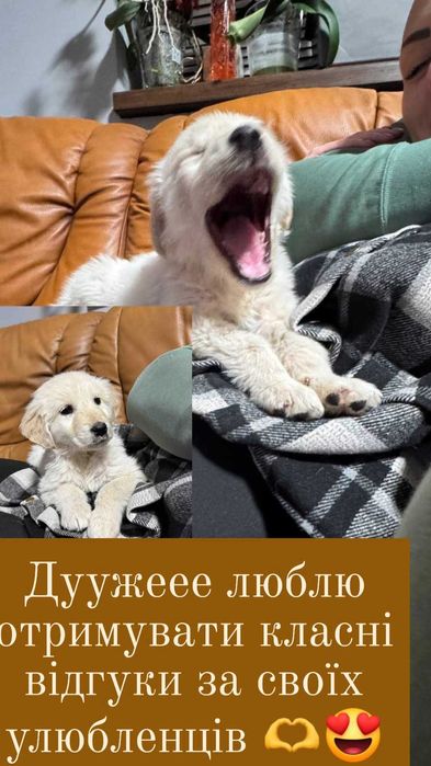 Золотистий ретрівер хлопчики